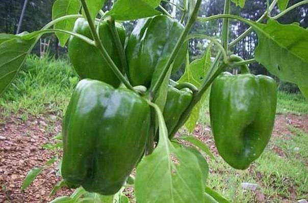 Varieties of green sweet pepper