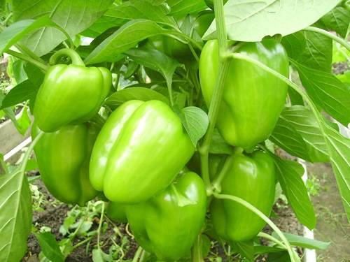 Varieties of green sweet pepper