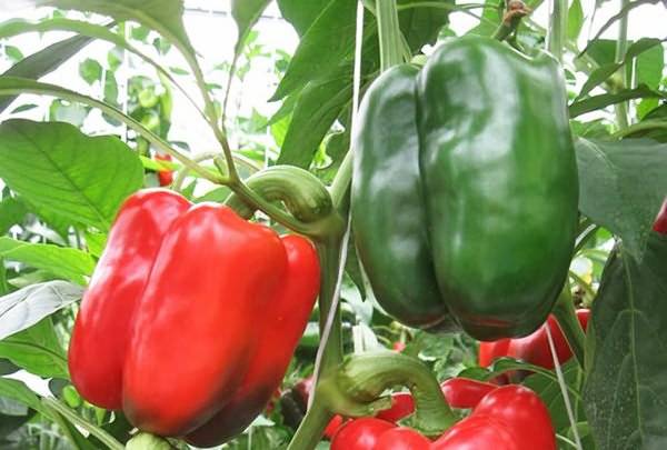 Varieties of green sweet pepper