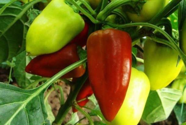 Varieties of green sweet pepper