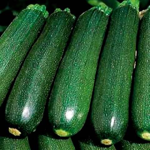 Varieties of green zucchini