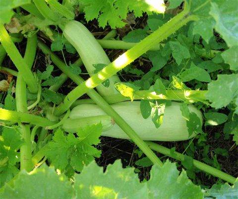 Varieties of green zucchini