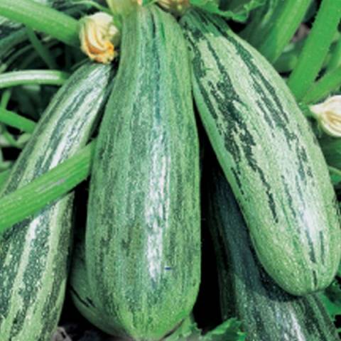 Varieties of green zucchini