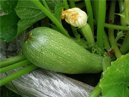 Varieties of green zucchini