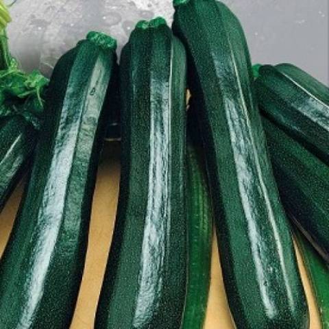 Varieties of green zucchini