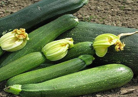 Varieties of green zucchini