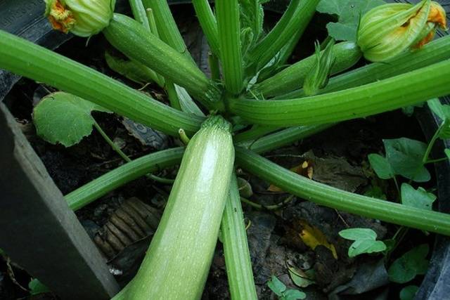 Varieties of green zucchini