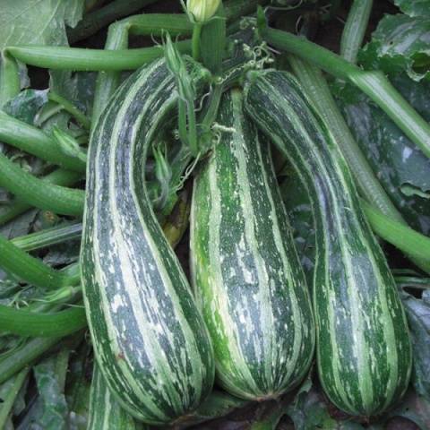 Varieties of green zucchini