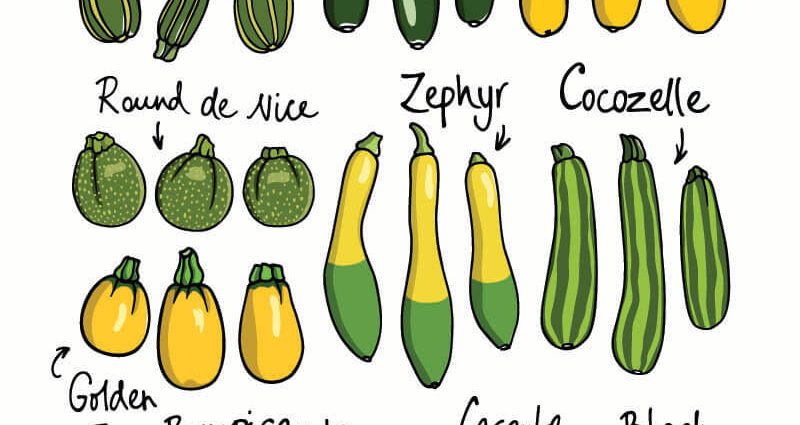 Varieties of green zucchini