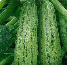 Varieties of green zucchini