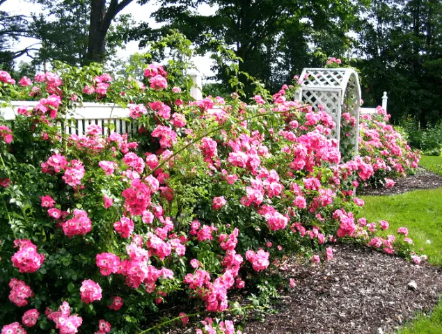 Varieties of ground cover roses with descriptions and photos