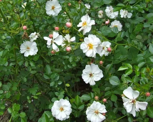 Varieties of ground cover roses with descriptions and photos