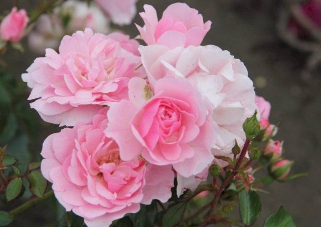 Varieties of ground cover roses with descriptions and photos