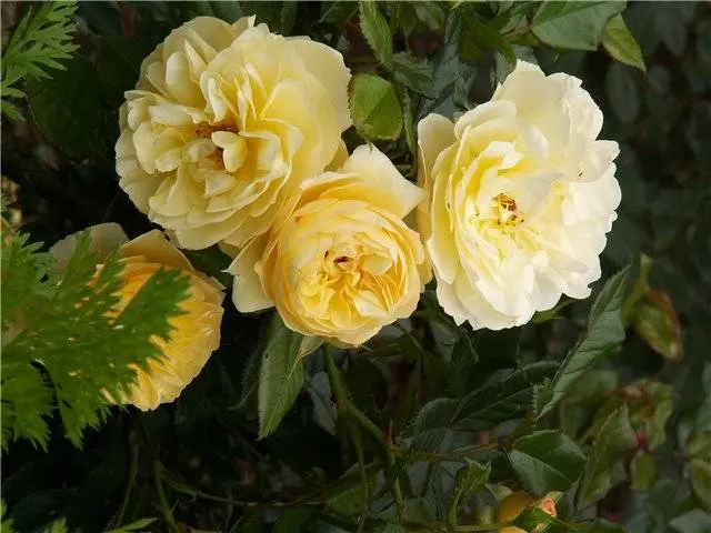 Varieties of ground cover roses with descriptions and photos