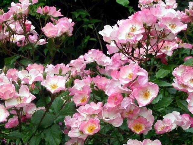 Varieties of ground cover roses with descriptions and photos