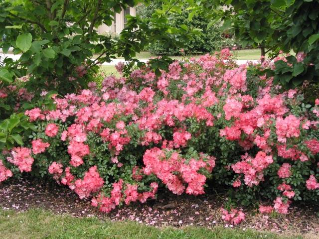 Varieties of ground cover roses with descriptions and photos