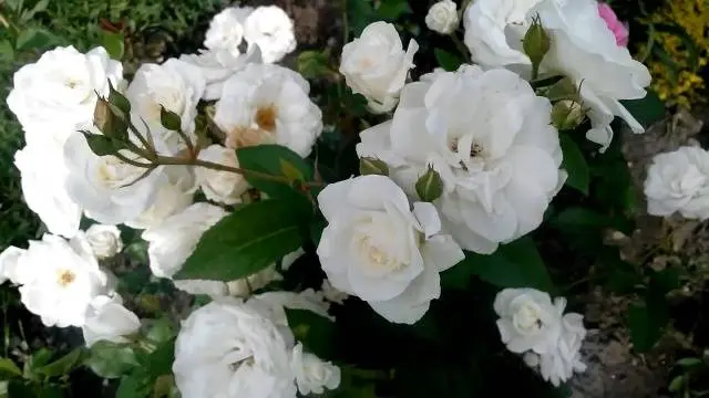 Varieties of ground cover roses with descriptions and photos