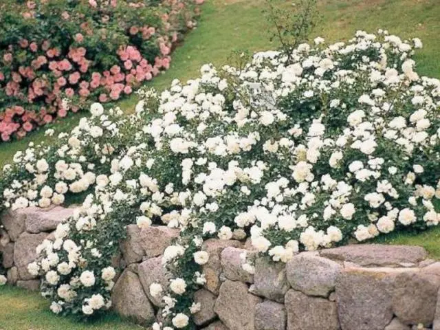 Varieties of ground cover roses with descriptions and photos