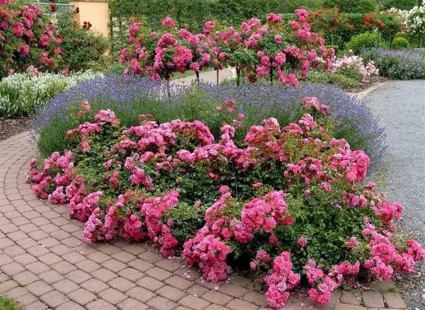 Varieties of ground cover roses with descriptions and photos