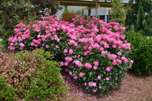 Varieties of ground cover roses with descriptions and photos