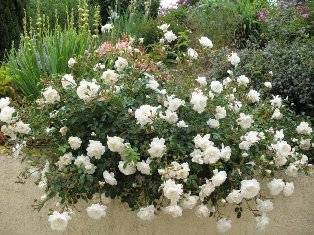 Varieties of ground cover roses with descriptions and photos