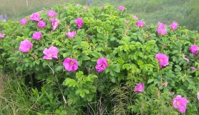 Varieties of ground cover roses with descriptions and photos