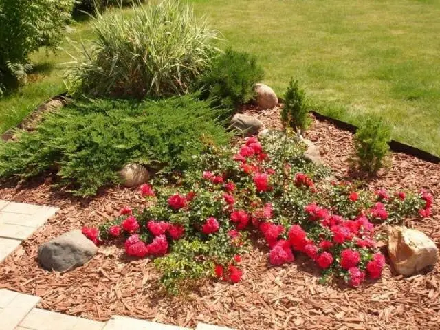 Varieties of ground cover roses with descriptions and photos