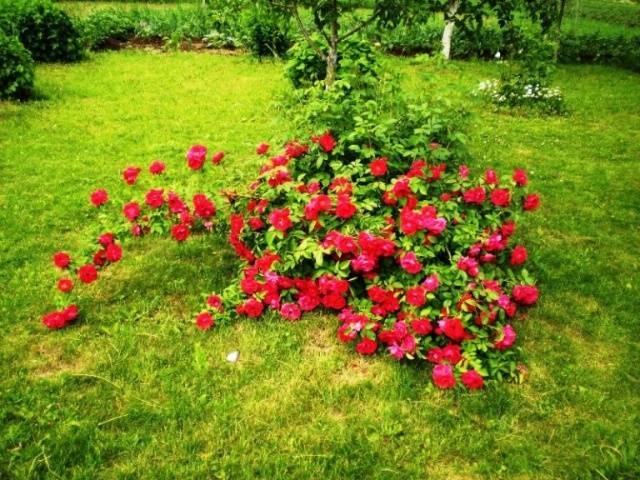 Varieties of ground cover roses with descriptions and photos