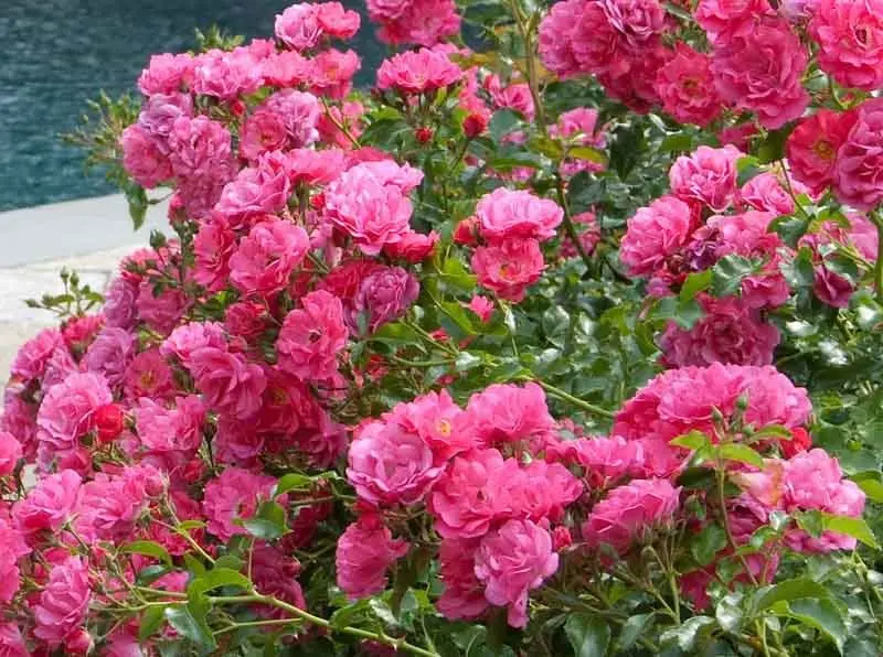 Varieties of ground cover roses with descriptions and photos