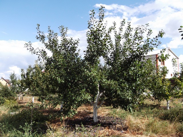 Varieties of homemade plum