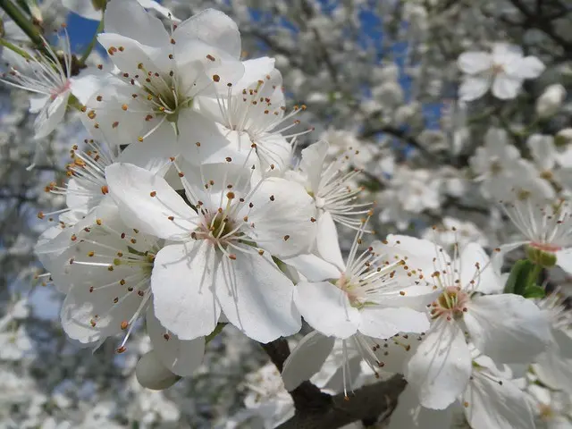 Varieties of homemade plum