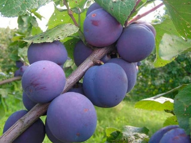 Varieties of homemade plum