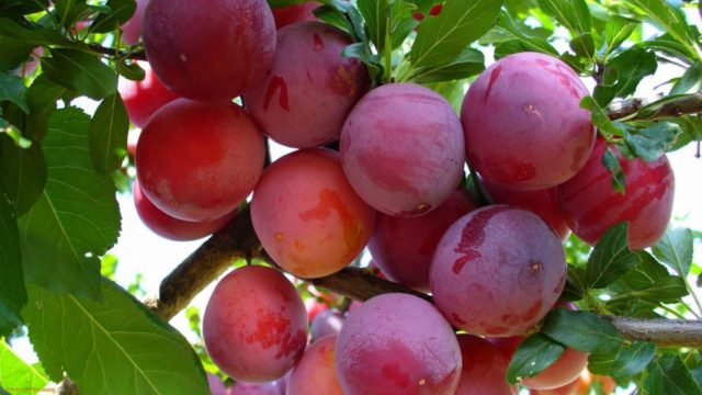 Varieties of homemade plum