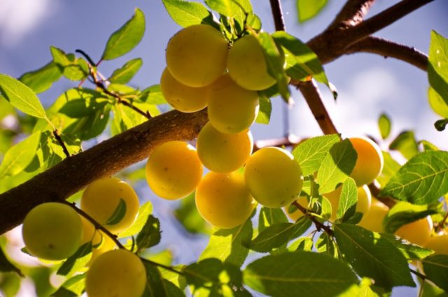 Varieties of homemade plum