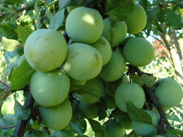 Varieties of homemade plum