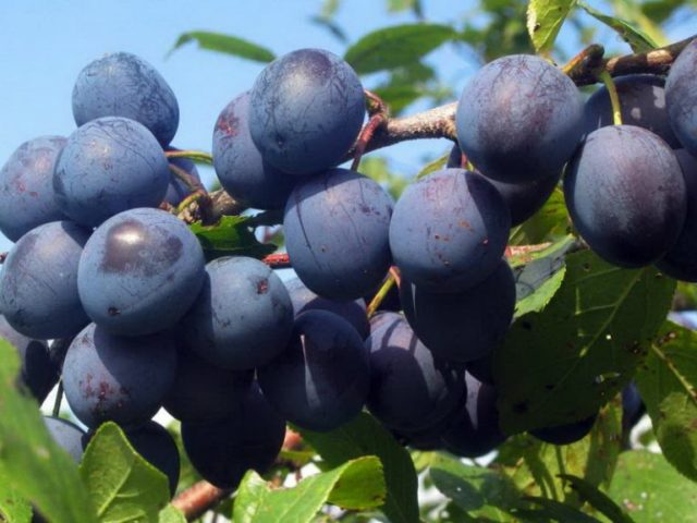 Varieties of homemade plum