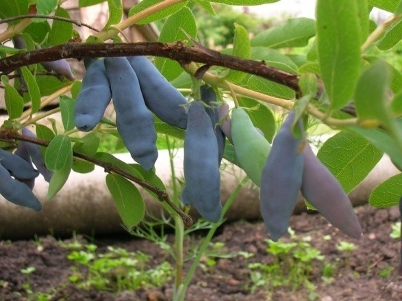 Varieties of honeysuckle for the Moscow region: sweet and large, edible and decorative