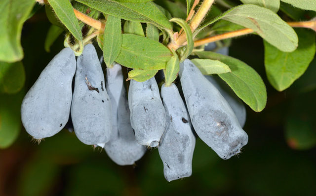 Varieties of honeysuckle for the Moscow region: sweet and large, edible and decorative