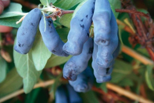 Varieties of honeysuckle for the Moscow region: sweet and large, edible and decorative