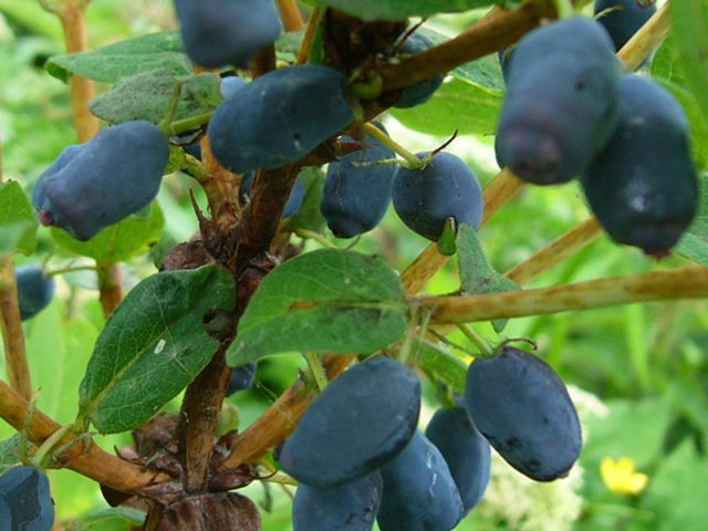 Varieties of honeysuckle for the Moscow region: sweet and large, edible and decorative