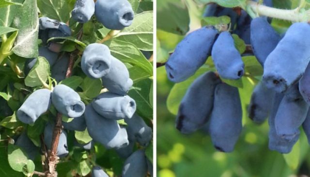 Varieties of honeysuckle for the Moscow region: sweet and large, edible and decorative