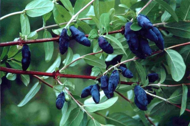 Varieties of honeysuckle for the Moscow region: sweet and large, edible and decorative