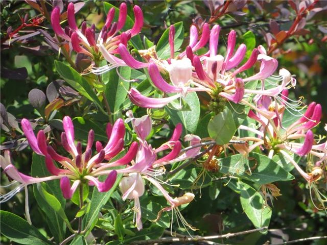 Varieties of honeysuckle for the Moscow region: sweet and large, edible and decorative