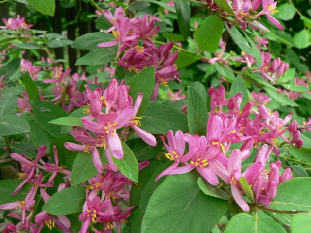 Varieties of honeysuckle for the Moscow region: sweet and large, edible and decorative