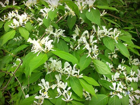 Varieties of honeysuckle for the Moscow region: sweet and large, edible and decorative