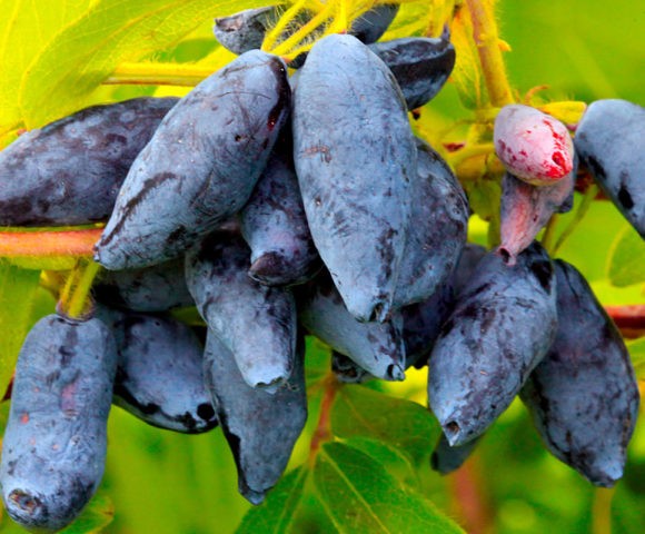 Varieties of honeysuckle for the Moscow region: sweet and large, edible and decorative