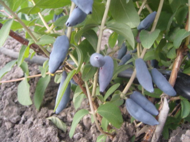 Varieties of honeysuckle for the Moscow region: sweet and large, edible and decorative