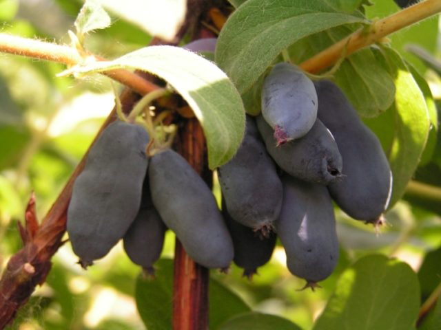 Varieties of honeysuckle for the Moscow region: sweet and large, edible and decorative