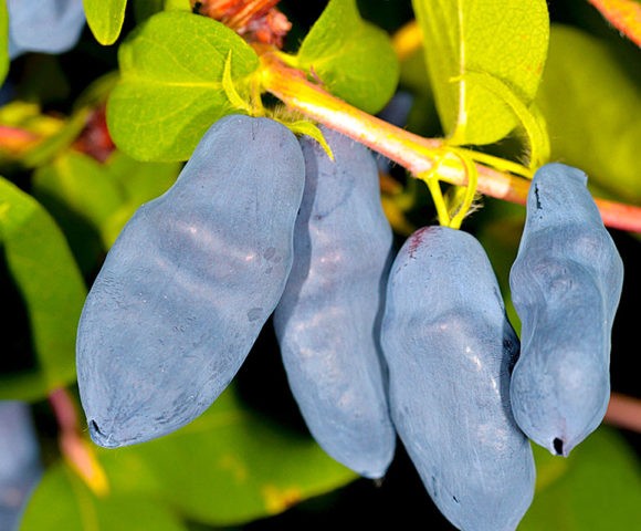 Varieties of honeysuckle for the Moscow region: sweet and large, edible and decorative