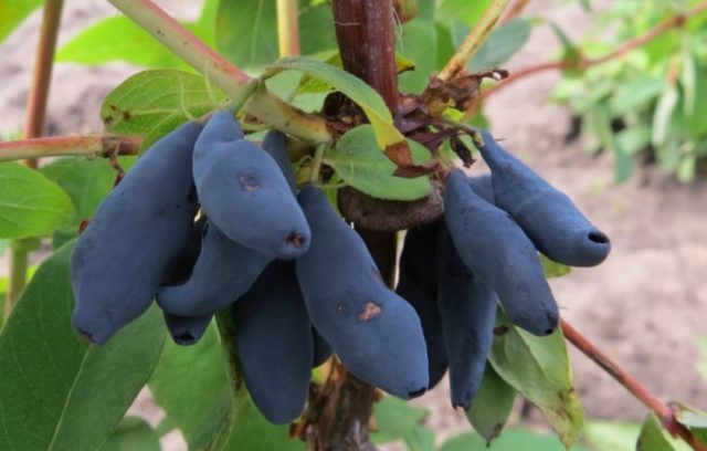 Varieties of honeysuckle for the Moscow region: sweet and large, edible and decorative